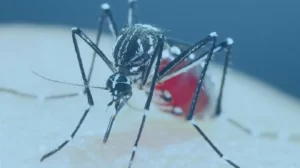 Dengue: Fatores de Risco, Causas, Diagnóstico, Tratamento e Prevenção