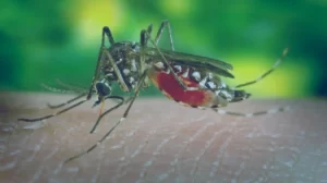 Dengue Hemorrágica: sintomas, causas e possíveis tratamentos