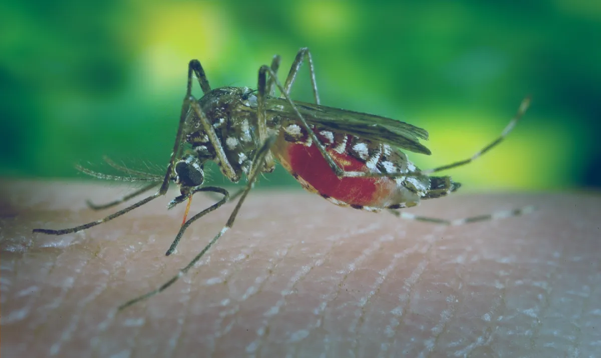 Dengue Hemorrágica: sintomas, causas e possíveis tratamentos