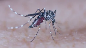 Dengue: 10 mitos e verdades sobre a doença que assusta os brasileiros