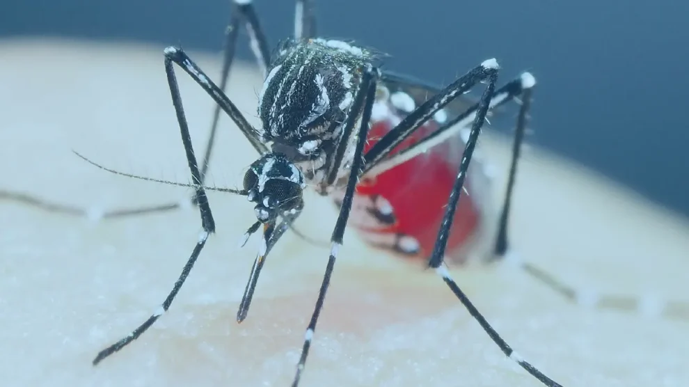 Dengue: confira alguns cuidados importantes