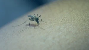 Doenças de Verão: Dengue, Chikungunya e Zika