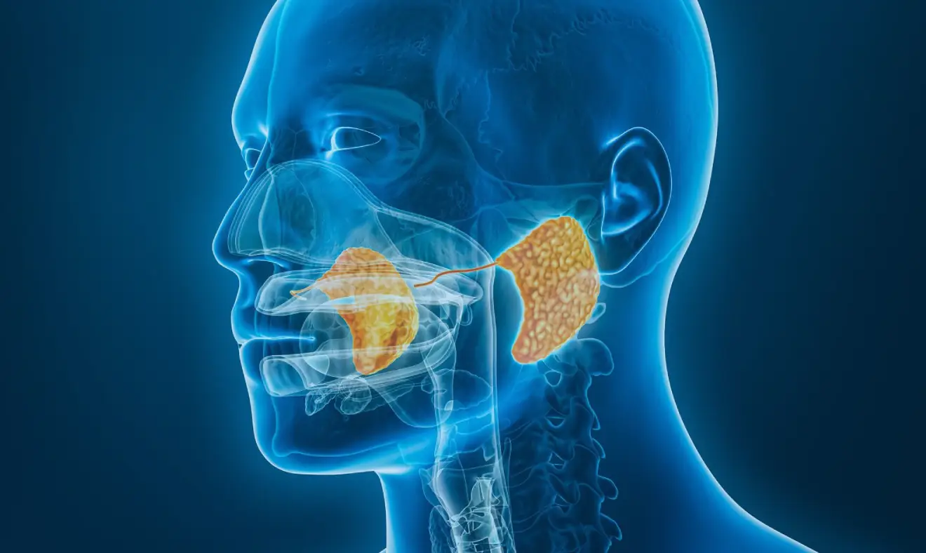 Glândulas: tudo que você precisa saber