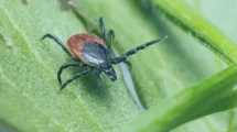 Doença de Lyme