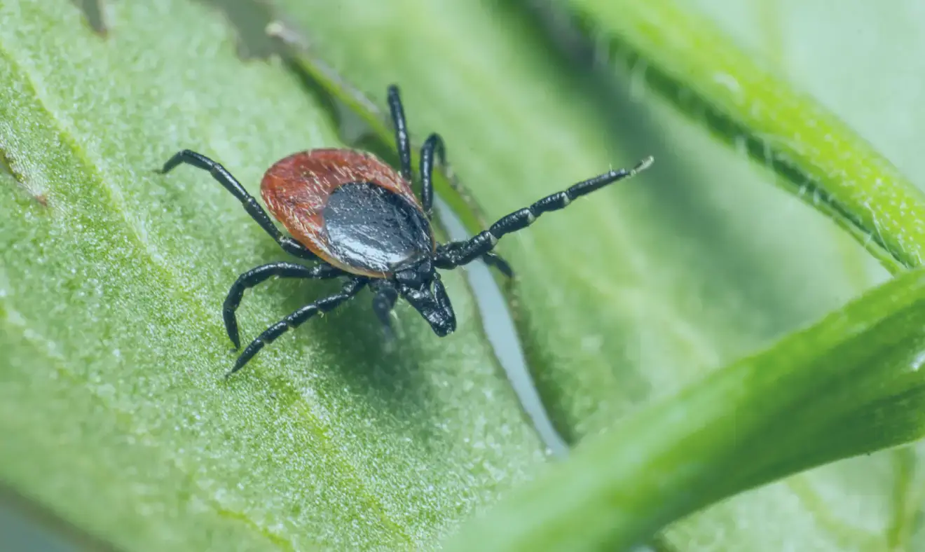 Doença de Lyme: exames e cuidados necessários