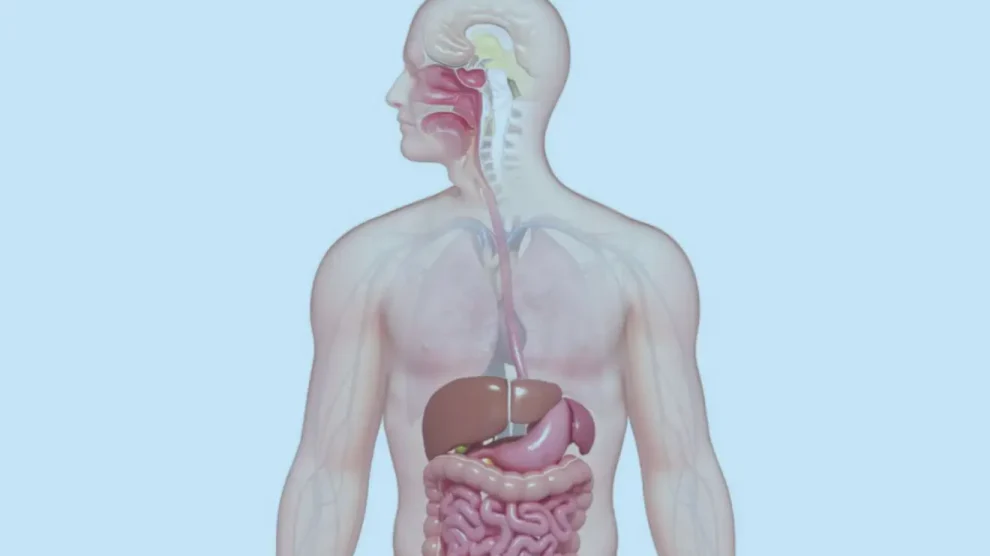 5 Curiosidades sobre o aparelho digestivo