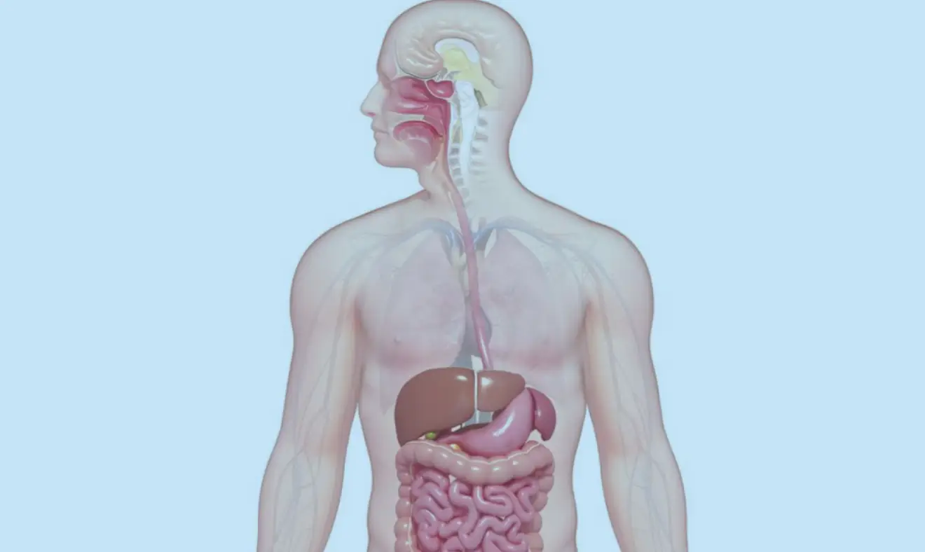 5 Curiosidades sobre o aparelho digestivo