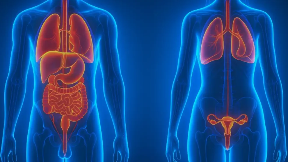 Exames importantes sobre o aparelho genito-urinário